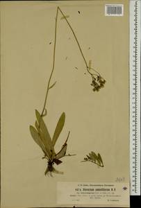 Pilosella densiflora subsp. densiflora, Восточная Европа, Северо-Западный район (E2) (Россия)