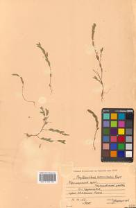Cathetus ussuriensis (Rupr. & Maxim.) R.W.Bouman, Сибирь, Дальний Восток (S6) (Россия)
