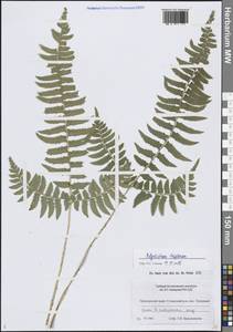 Многорядник трехраздельный (Kunze) C.Presl, Сибирь, Дальний Восток (S6) (Россия)