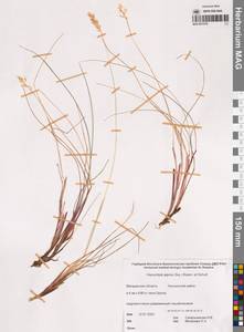 Anthoxanthum monticola (Bigelow) Veldkamp, Сибирь, Чукотка и Камчатка (S7) (Россия)