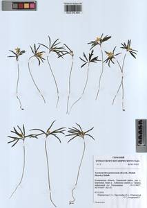 Anemone jenisseensis (Korsh.) Krylov & Steinb., Сибирь, Алтай и Саяны (S2) (Россия)