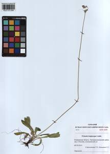 Первоцвет длиннострелочный Ledeb., Сибирь, Алтай и Саяны (S2) (Россия)