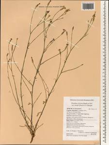 Dianthus strictus, Зарубежная Азия (ASIA) (Кипр)
