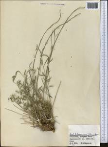 Жабрица леманновская (Bunge) Boiss., Средняя Азия и Казахстан, Памир и Памиро-Алай (M2) (Узбекистан)