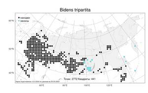 Bidens tripartita, Череда трехраздельная L., Атлас флоры России (FLORUS) (Россия)