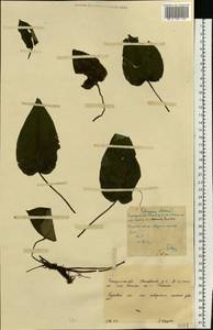 Медуница неясная, Медуница темная Dumort., Восточная Европа, Западно-Украинский район (E13) (Украина)