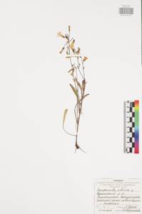 Колокольчик сибирский L., Восточная Европа, Центральный район (E4) (Россия)