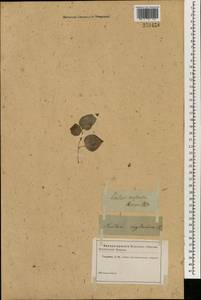Smilax zeylanica L., Зарубежная Азия (ASIA) (Неизвестно)