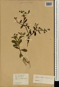 Sphaeranthus africanus L., Зарубежная Азия (ASIA) (КНР)