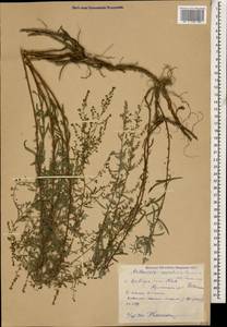 Полынь дагестанская Krasch. & Poretzky, Кавказ, Дагестан (K2) (Россия)