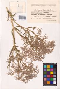 Качим метельчатый L., Восточная Европа, Нижневолжский район (E9) (Россия)