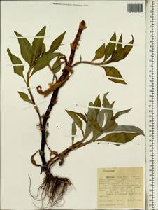 Спорыш, Африка (AFR) (Эфиопия)