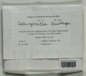 Calliergonella lindbergii (Mitt.) Hedenäs, Гербарий мохообразных, Мхи - Дальний Восток (без Чукотки и Камчатки) (B20) (Россия)