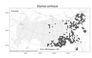 Elymus confusus, Пырейник смешиваемый (Roshev.) Tzvelev, Атлас флоры России (FLORUS) (Россия)