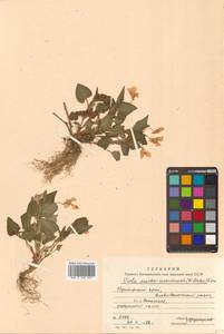 Viola acuminata var. austroussuriensis (W.Becker) Kitag., Сибирь, Дальний Восток (S6) (Россия)