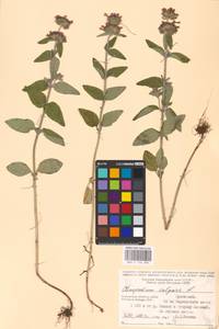 MHA 0 156 586, Пахучка обыкновенная L., Восточная Европа, Центральный район (E4) (Россия)