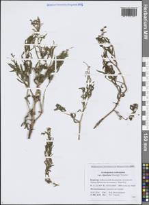 Кенигия широкораструбовая (L.) T.M.Schust. & Reveal, Сибирь, Прибайкалье и Забайкалье (S4) (Россия)