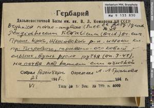 Brachythecium novae-angliae (Sull. & Lesq.) Austin, Гербарий мохообразных, Мхи - Дальний Восток (без Чукотки и Камчатки) (B20) (Россия)