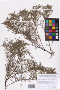 Горицвет волжский, Адонис волжский DC., Восточная Европа, Ростовская область (E12a) (Россия)