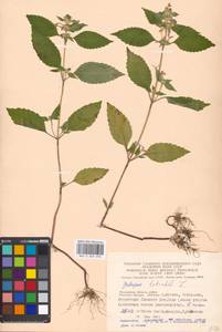 Пикульник обыкновенный L., Восточная Европа, Московская область и Москва (E4a) (Россия)