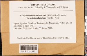 Meteorium buchananii subsp. helminthocladulum (Cardot) Nog., Гербарий мохообразных, Мхи - Азия (вне границ бывшего СССР) (BAs) (Япония)