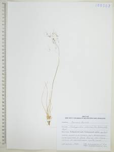 Ковылечек альпийский (F.Schmidt) Sipliv., Сибирь, Дальний Восток (S6) (Россия)