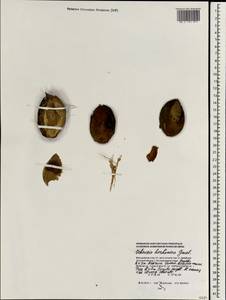 Ochrosia borbonica J.F. Gmel., Зарубежная Азия (ASIA) (Мальдивы)