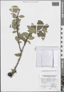 Алыча Ehrh., Средняя Азия и Казахстан, Памир и Памиро-Алай (M2) (Узбекистан)