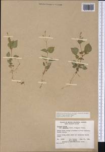 Circaea alpina subsp. pacifica (Asch. & Magnus) Á. Löve & D. Löve, Америка (AMER) (Канада)