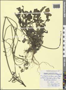 Crepis sancta subsp. sancta, Кавказ, Ставропольский край, Карачаево-Черкесия, Кабардино-Балкария (K1b) (Россия)