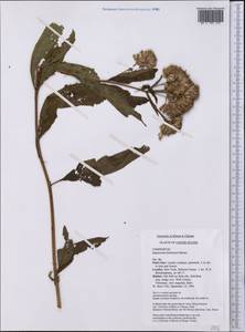 Eutrochium fistulosum (Barratt) E. E. Lamont, Америка (AMER) (США)