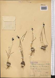 Мышиный гиацинт незамеченный Guss. ex Ten., Средняя Азия и Казахстан, Сырдарьинские пустыни и Кызылкумы (M7) (Узбекистан)