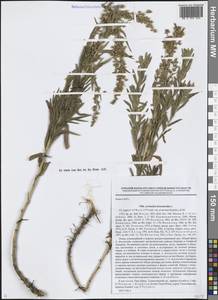 Полынь эстрагон L., Средняя Азия и Казахстан, Северный и Центральный Тянь-Шань (M4) (Киргизия)