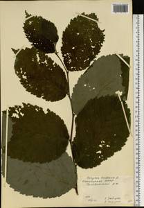 Орешник обыкновенный, Лещина обыкновенная L., Восточная Европа, Восточный район (E10) (Россия)