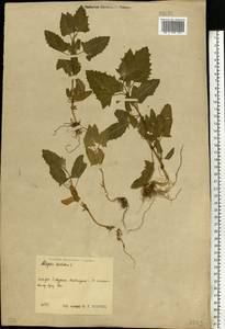 Лебеда лежачая, Лебеда простертая DC., Восточная Европа, Центральный район (E4) (Россия)