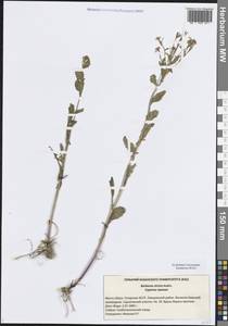 Сурепка прямая, Сурепка сжатая Andrz., Восточная Европа, Средневолжский район (E8) (Россия)