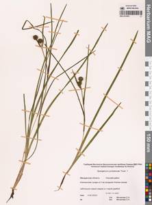 Sparganium × probatovae Tzvelev, Сибирь, Чукотка и Камчатка (S7) (Россия)