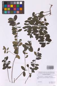 Брусника обыкновенная L., Восточная Европа, Московская область и Москва (E4a) (Россия)