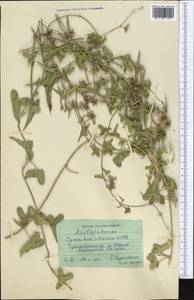 Cynanchum acutum subsp. sibiricum (Willd.) Rech. fil., Средняя Азия и Казахстан, Памир и Памиро-Алай (M2) (Таджикистан)