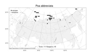 Poa abbreviata, Мятлик укороченный R.Br., Атлас флоры России (FLORUS) (Россия)