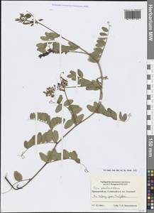 Горошек лжесочевниковый Fisch. & C.A.Mey., Сибирь, Дальний Восток (S6) (Россия)