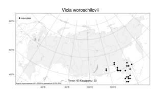 Vicia woroschilovii, Горошек Ворошилова N.S.Pavlova, Атлас флоры России (FLORUS) (Россия)