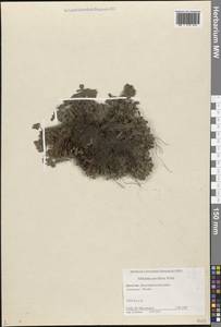 Сиббальдия мелкоцветковая Willd., Кавказ, Дагестан (K2) (Россия)