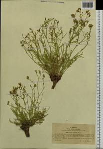Crepidiastrum tenuifolium (Willd.) Sennikov, Сибирь, Западный (Казахстанский) Алтай (S2a) (Казахстан)