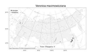 Veronica maximowicziana, Вероника иноземная L., Атлас флоры России (FLORUS) (Россия)