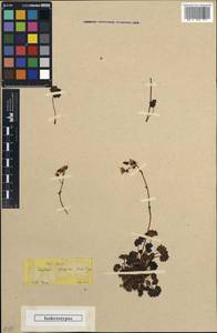 Saxifraga rotundifolia subsp. rotundifolia, Зарубежная Азия (ASIA) (Турция)