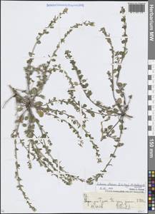 Эвтрема алтайская (C.A.Mey.) Al-Shehbaz & Warwick, Средняя Азия и Казахстан, Северный и Центральный Тянь-Шань (M4) (Киргизия)