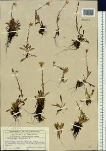 Камнеломка болотная L., Сибирь, Западный (Казахстанский) Алтай (S2a) (Казахстан)