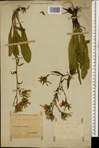 Jacobaea racemosa subsp. racemosa, Кавказ, Ставропольский край, Карачаево-Черкесия, Кабардино-Балкария (K1b) (Россия)