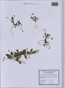 Scorpiurus vermiculatus L., Западная Европа (EUR) (Португалия)
